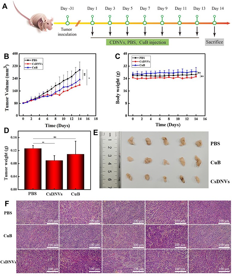 Cucumber sarcocarp-derived nanovesicles reduce tumor growth in nude mice and improve histological tumor profiles after treatment.